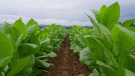 农业示范基地生长旺盛的烟草雪茄烟烟叶种植烟田视频的预览图