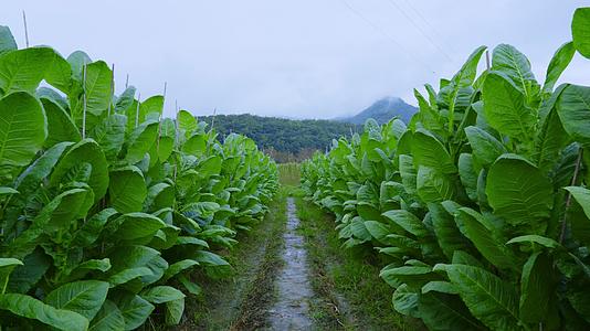 农业生产烟草烟叶种植基地下雨天雨中生长成熟期的雪茄烟视频的预览图