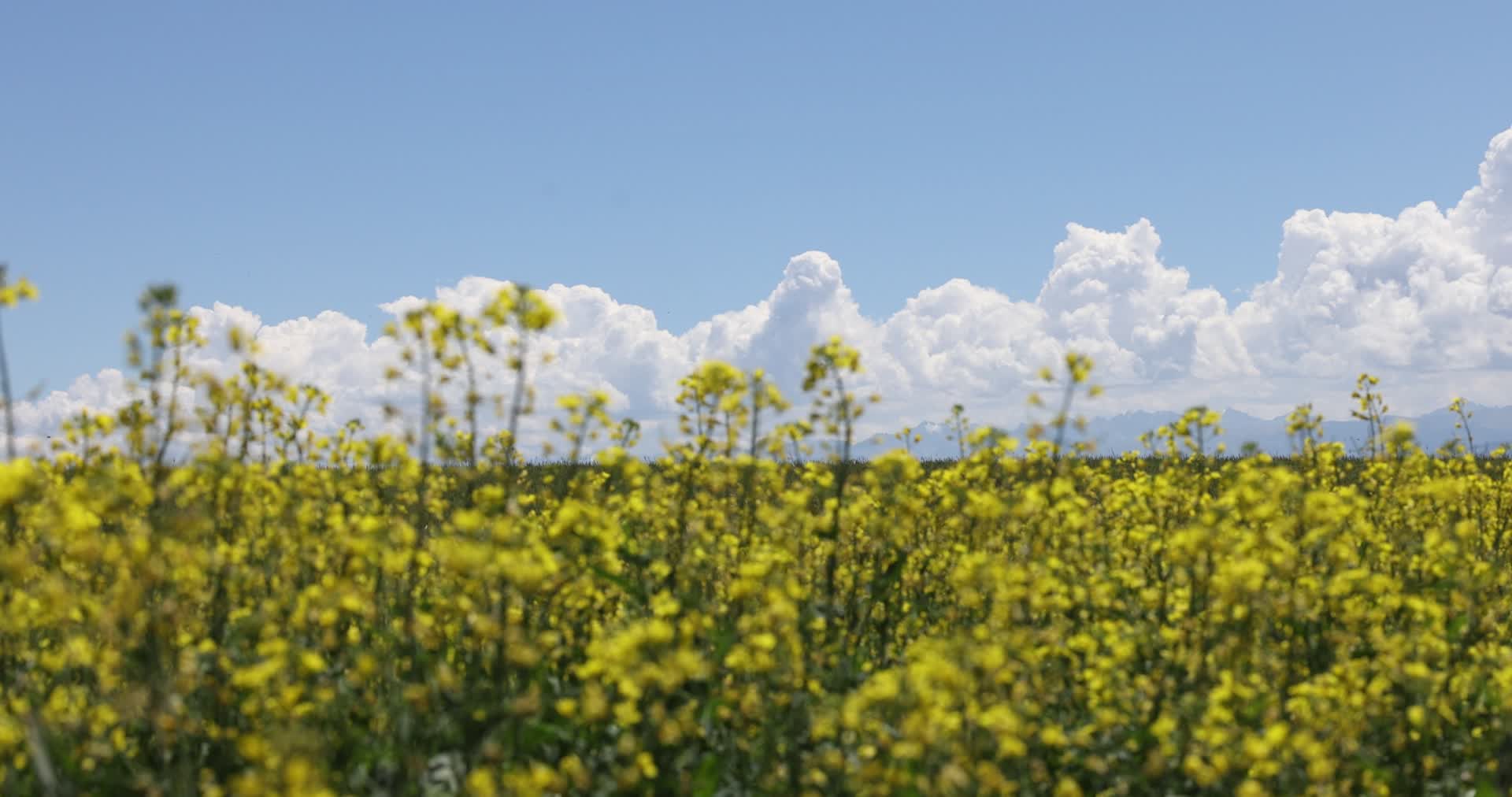 美丽的油菜花海和蓝天白云蜜蜂风景视频的预览图