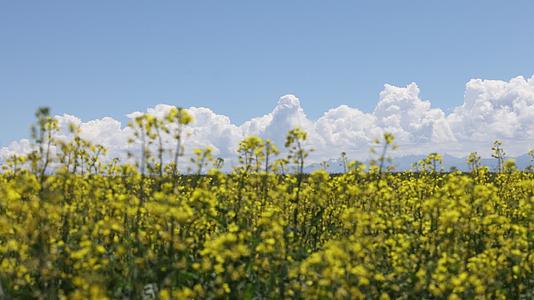 美丽的油菜花海和蓝天白云蜜蜂风景视频的预览图