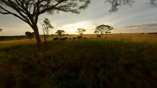 乌干达俯视非洲野生动物与FPV无人机视频的预览图