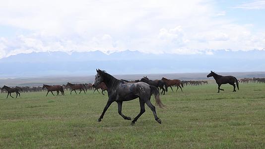 草原蓝天白云雪山马匹航拍风景视频的预览图