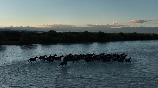 天马浴河河流马匹森林晚霞黄昏航拍风景视频的预览图