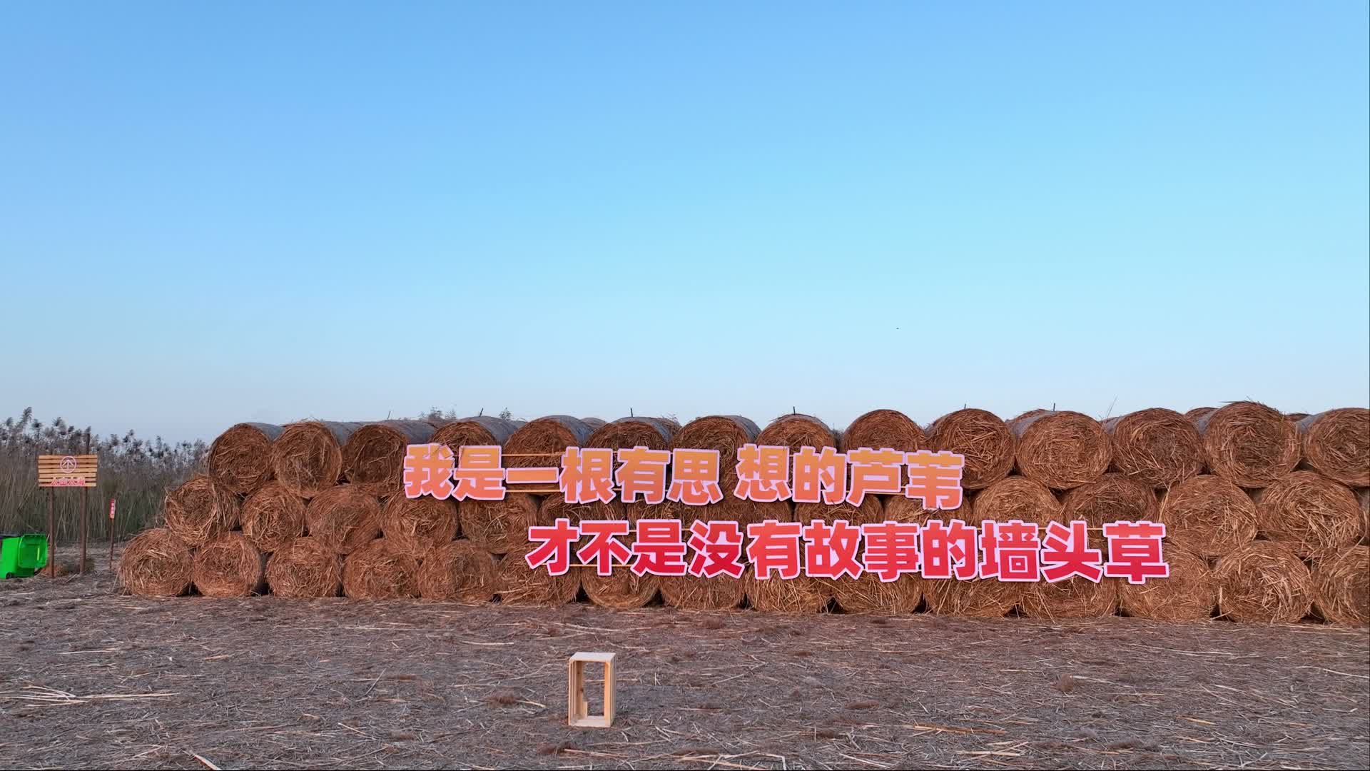君山芦苇艺术节视频的预览图