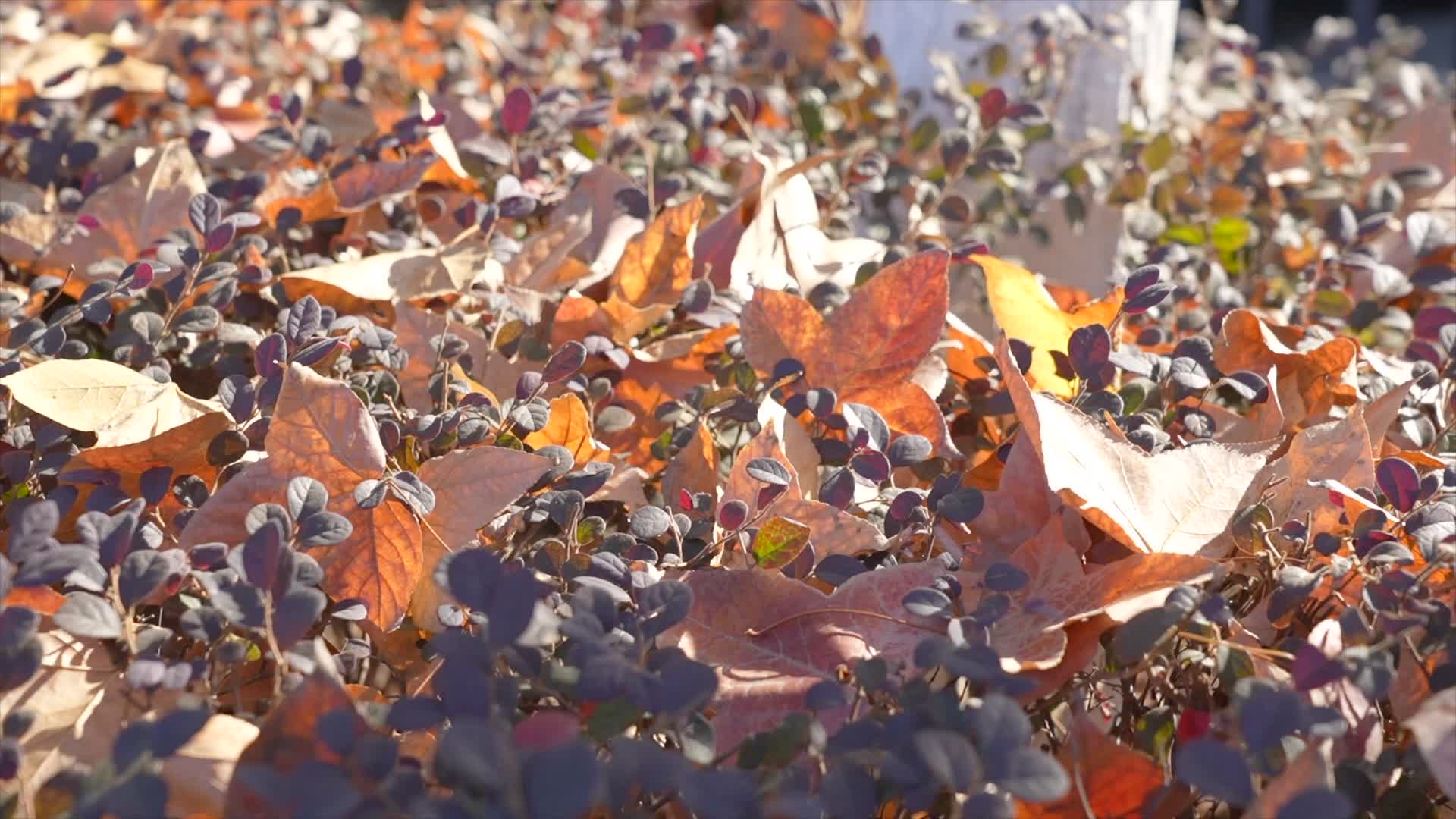 1028秋天枫叶落满树丛视频的预览图