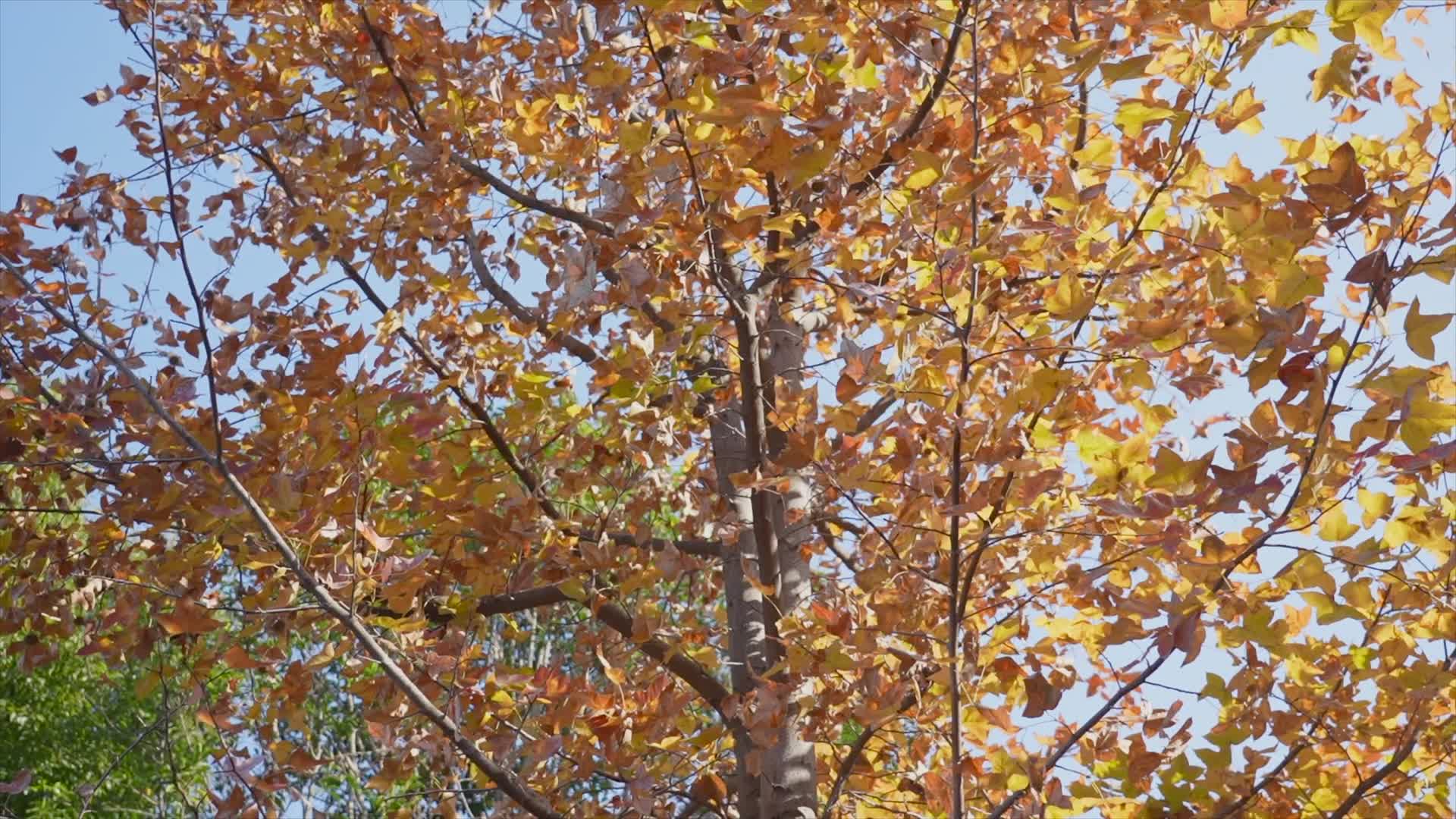 1031秋天枫叶落满树丛视频的预览图