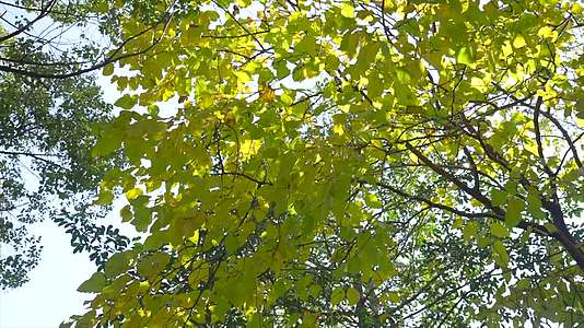 1032秋天枫叶落满树丛视频的预览图