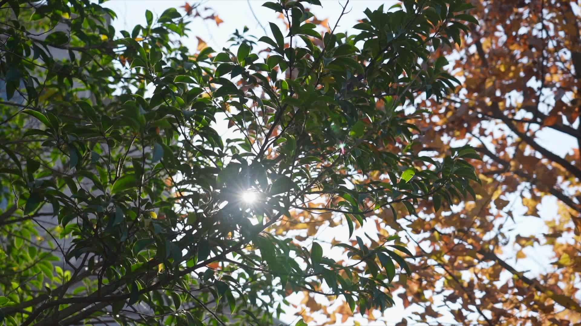 1036合集秋天枫叶树木阳光视频的预览图