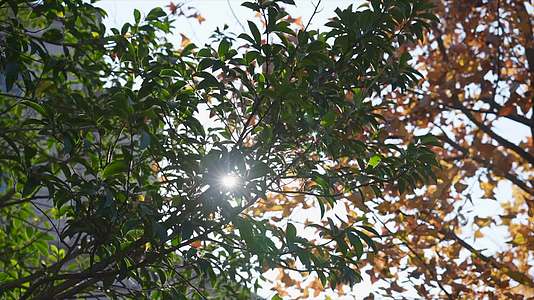 1036合集秋天枫叶树木阳光视频的预览图