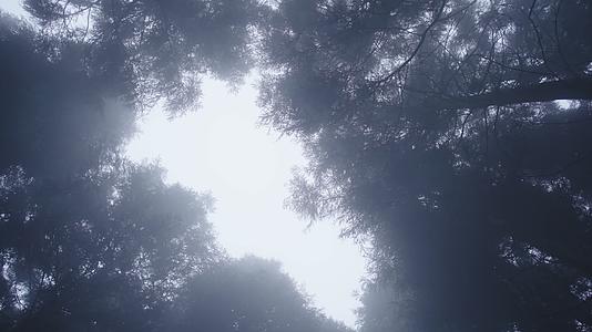 仰拍清晨迷雾森林视频的预览图