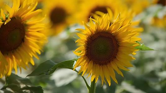 花卉向日葵自然风景高清摄影视频的预览图