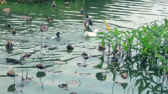 湿地中嬉戏的禽鸟视频的预览图