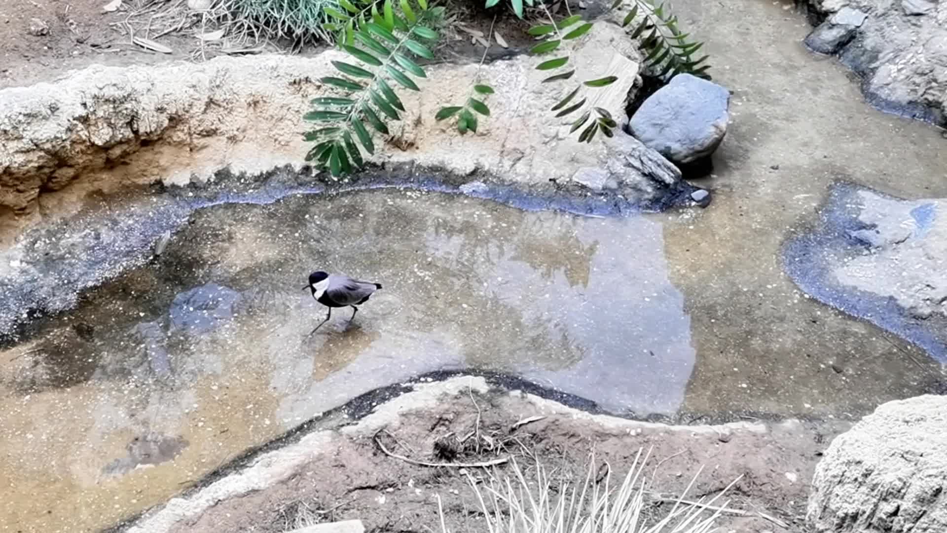 动物园里的水鸟在觅食视频的预览图