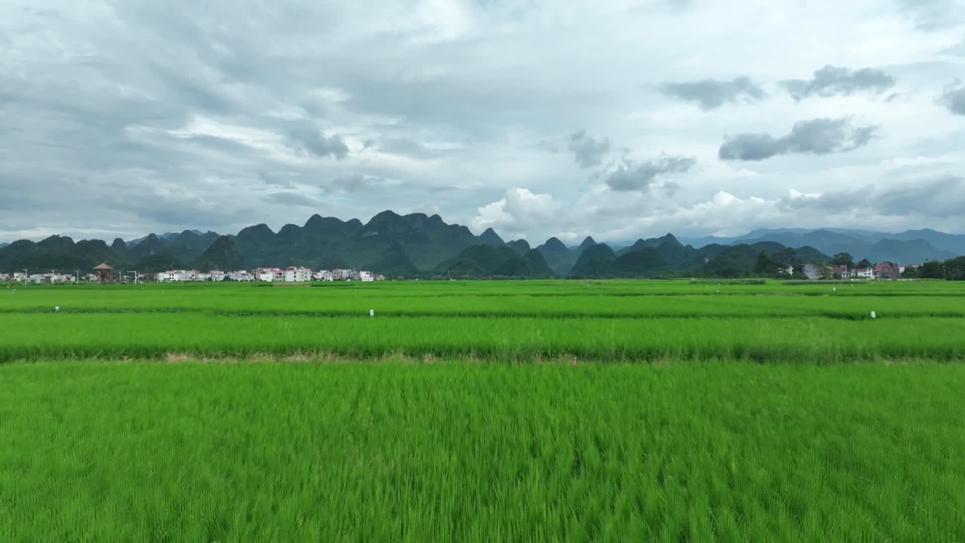 南方水稻田航拍视频的预览图