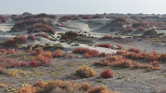 航拍新疆唯美野生红柳生态沙漠植物视频的预览图