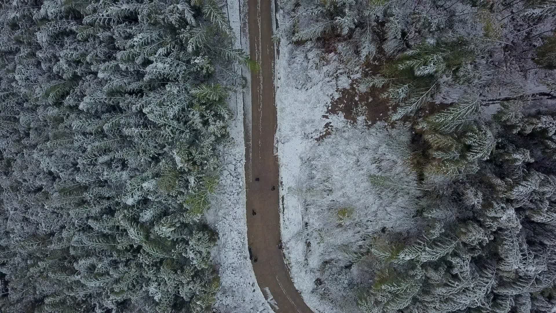 雪天竹林乡村视频的预览图