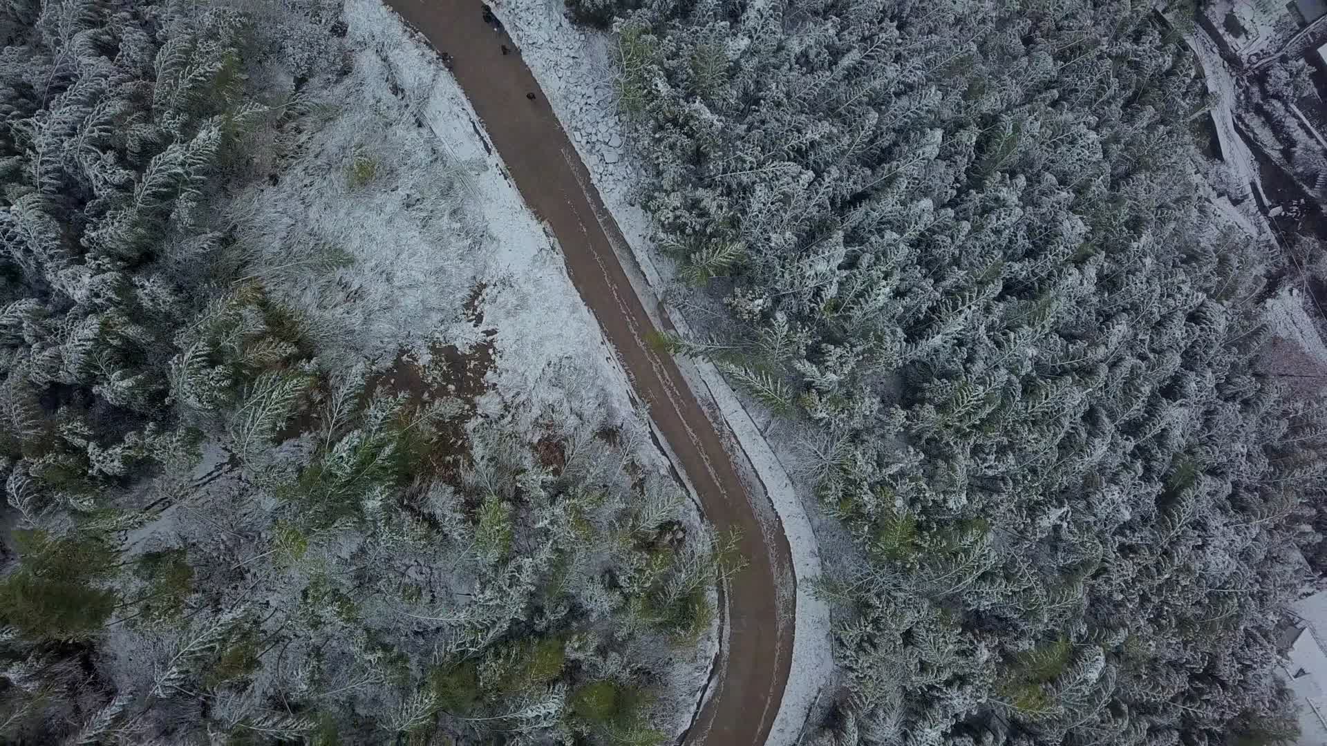 雪天竹林乡村视频的预览图