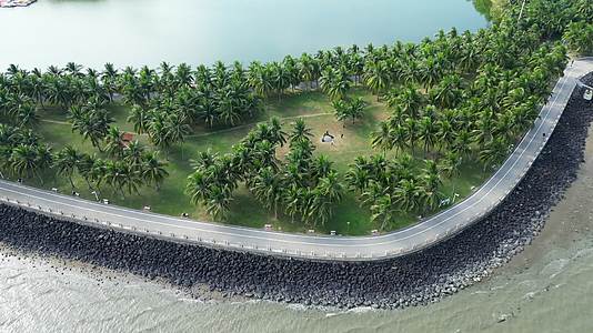 广东湛江海滨公园椰子树航拍4K60视频的预览图