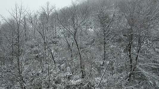 4K初冬山上的雾凇雪花挂满树枝枝头航拍视频视频的预览图