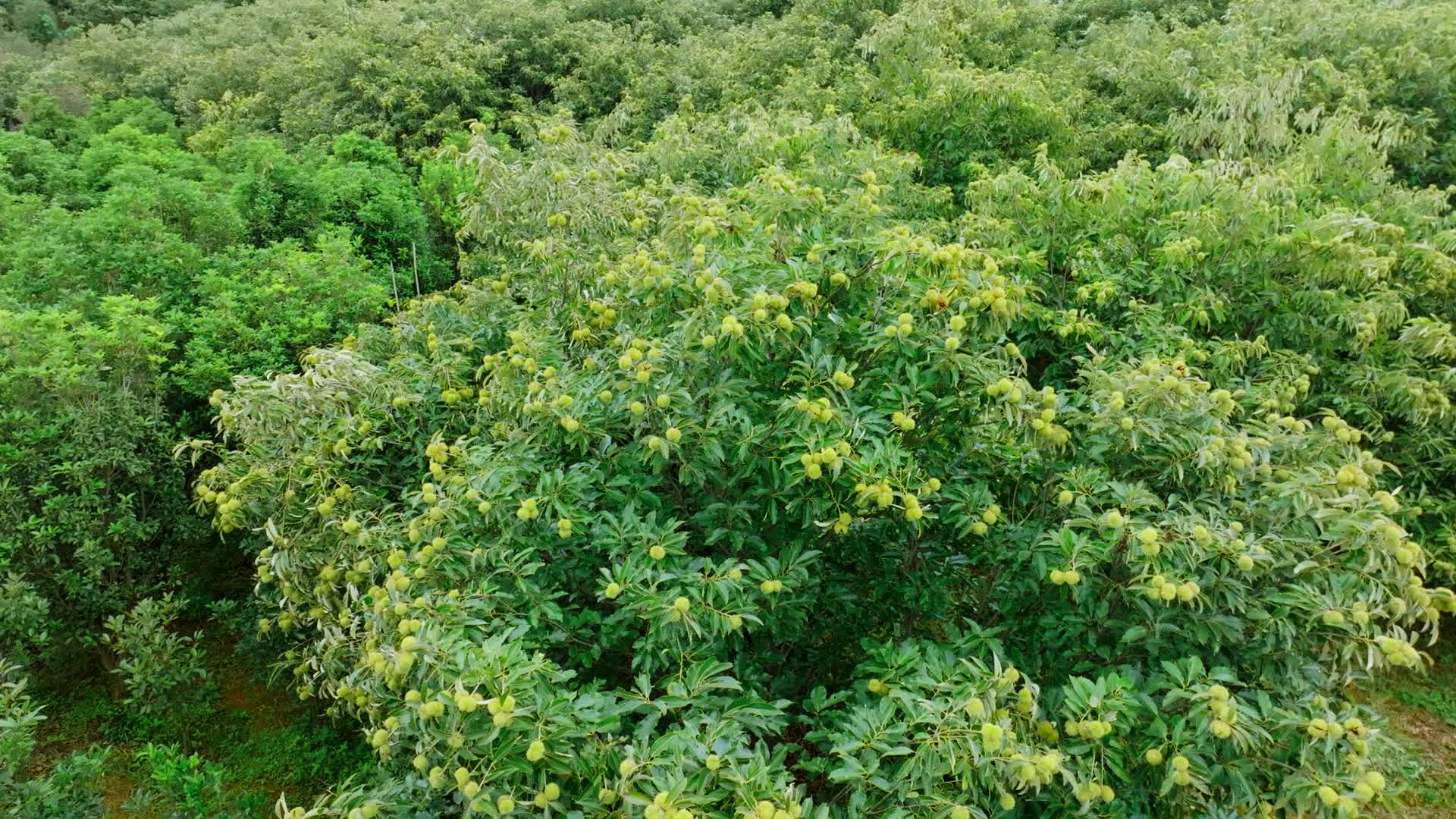 农产品基地板栗树上挂满成熟的板栗果实航拍视频的预览图