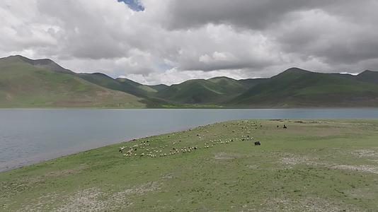 航拍西藏雅鲁藏布江变成群的牛羊视频的预览图