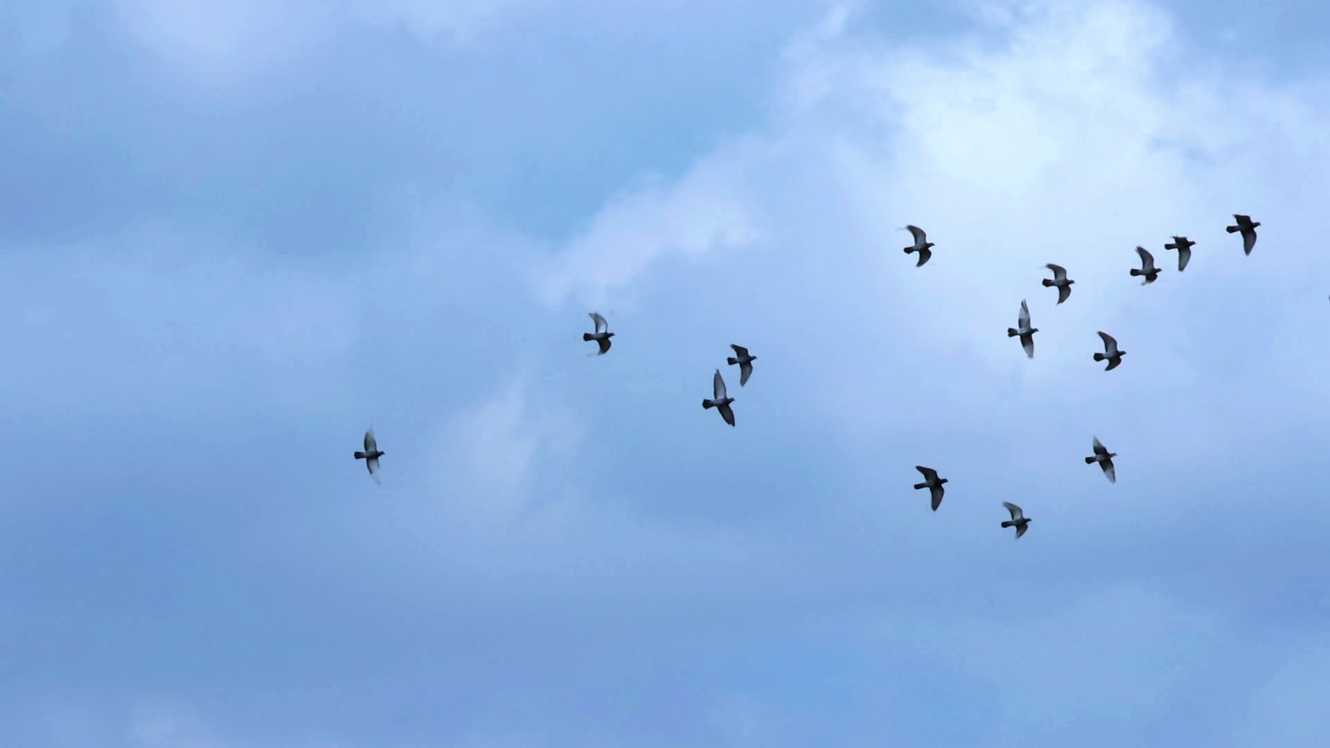 鸽子飞翔视频的预览图
