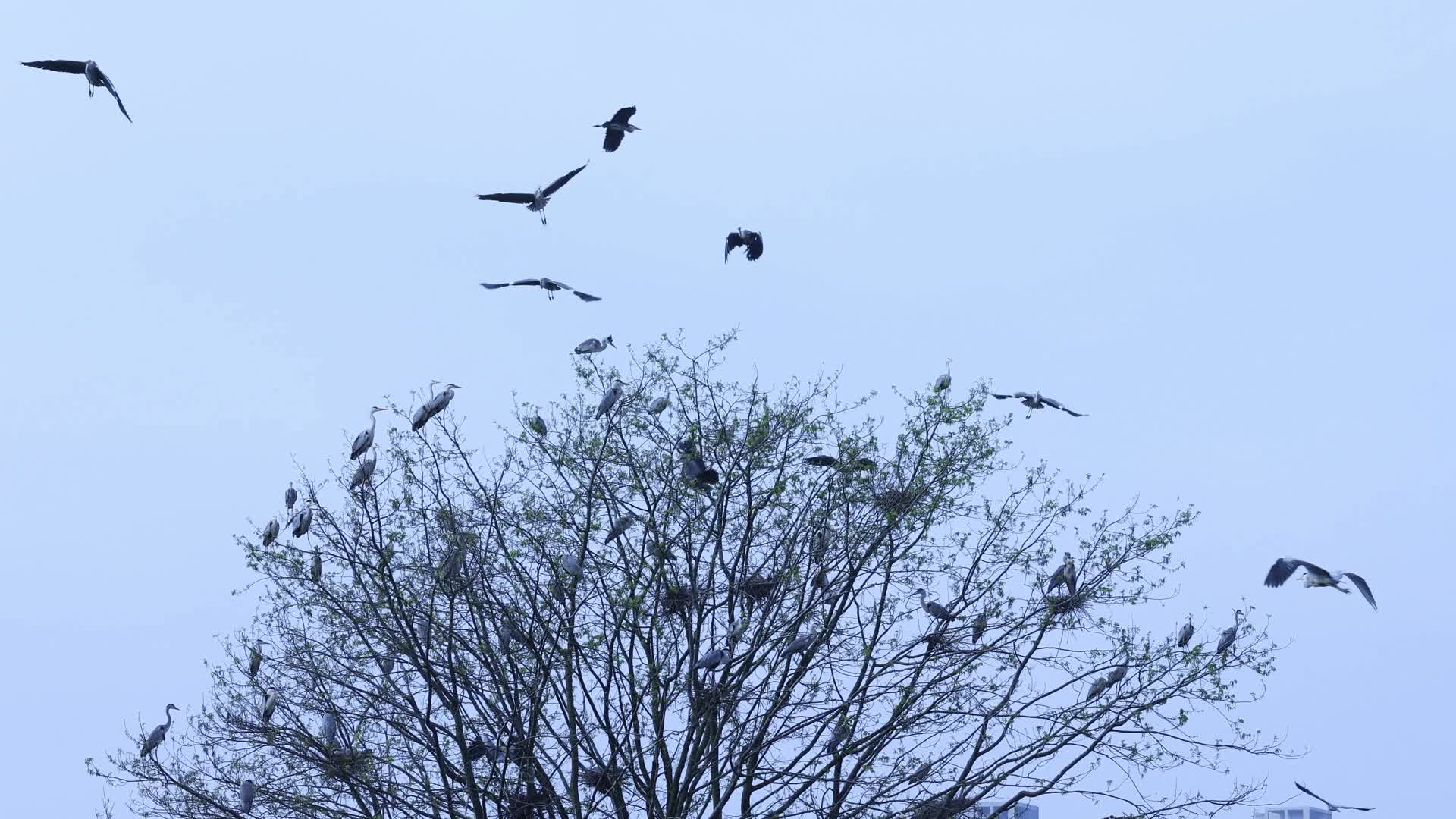 苍鹭鸟群绕着树飞翔视频的预览图