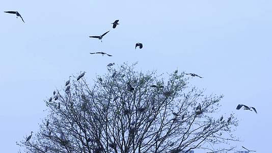 苍鹭鸟群绕着树飞翔视频的预览图