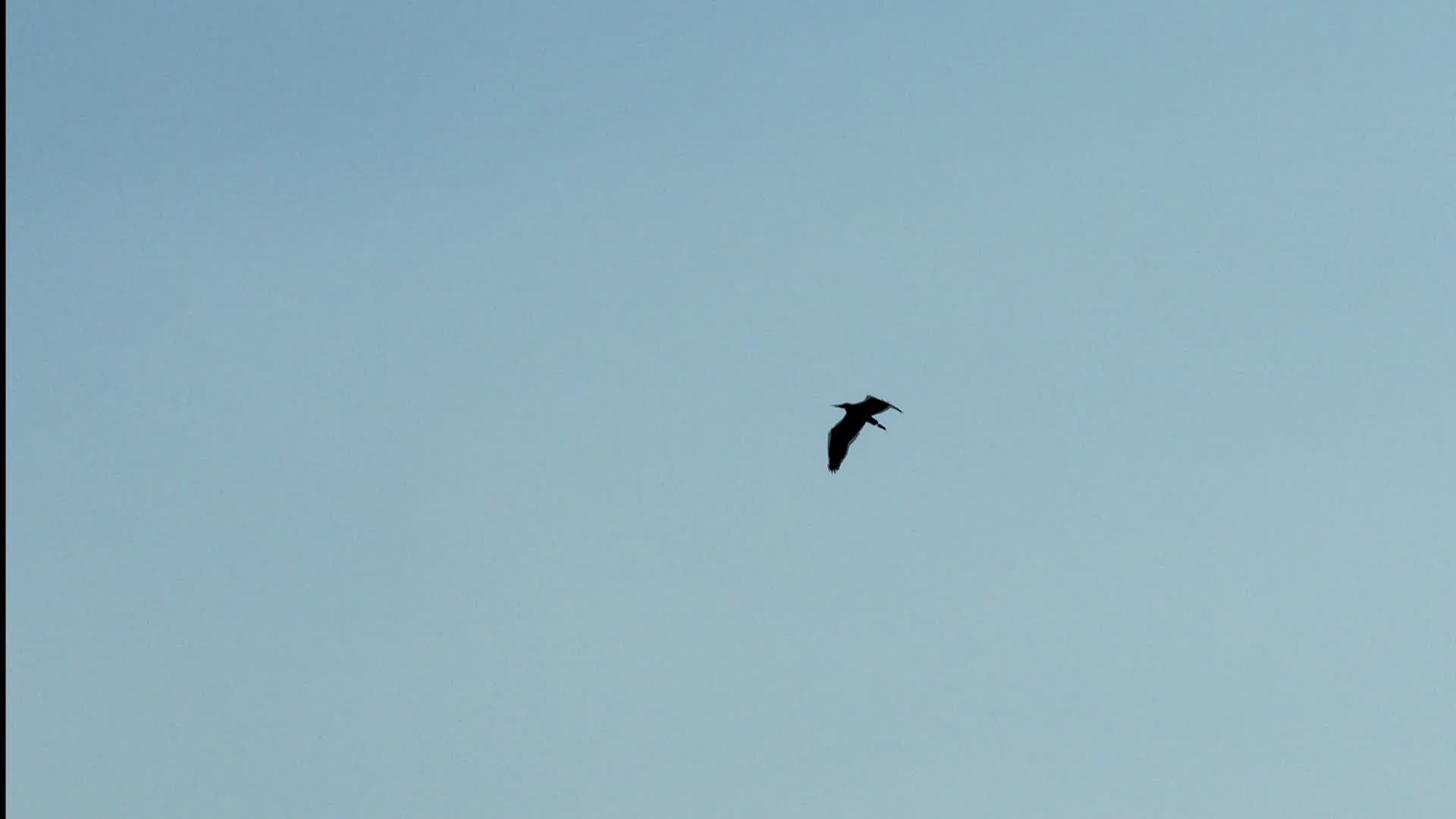 苍鹭空中飞翔视频的预览图