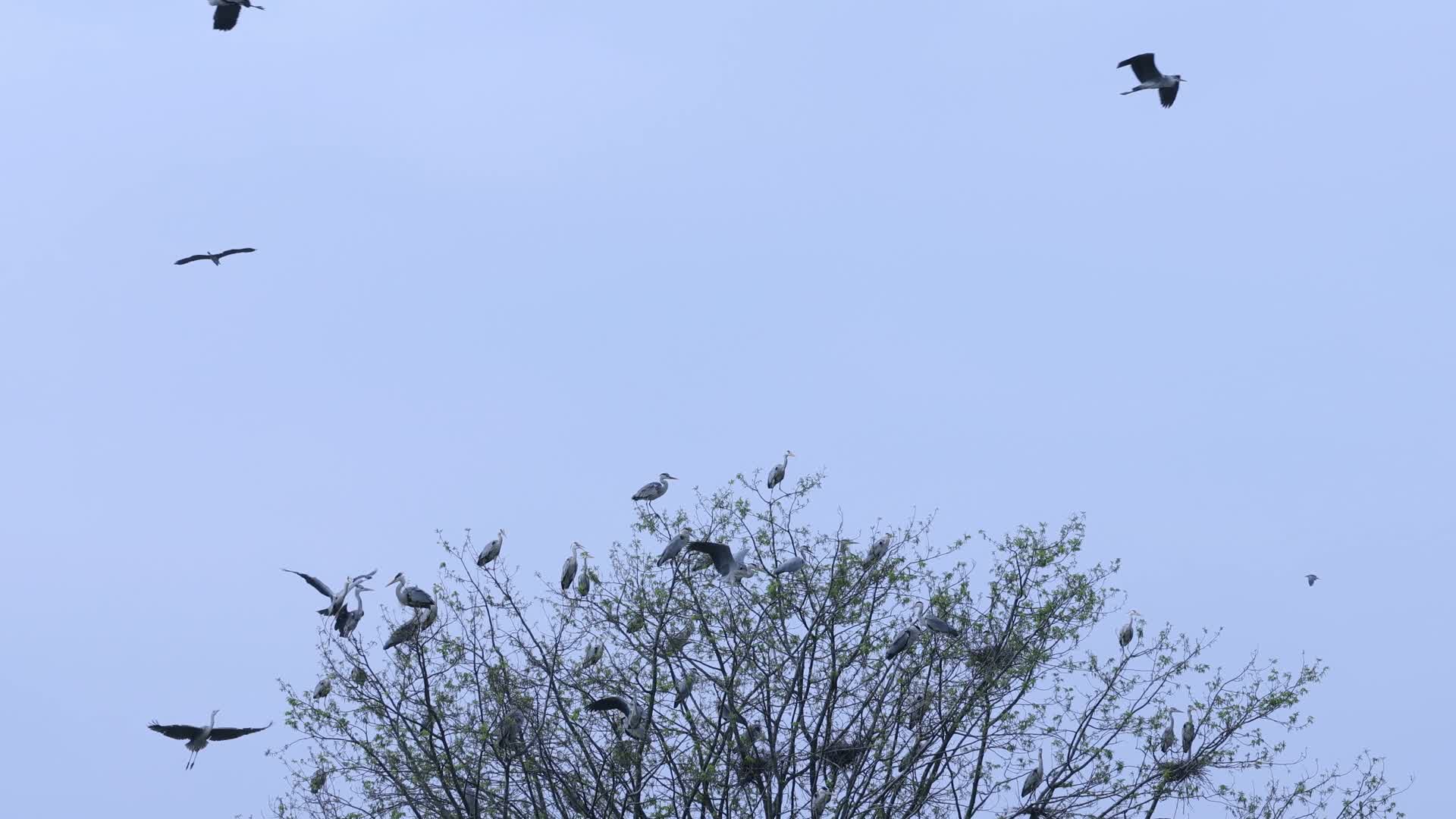 一群苍鹭绕着树飞视频的预览图