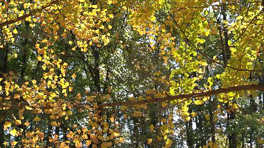 4K唯美秋天晚秋枯黄的银杏叶透光实拍视频视频的预览图