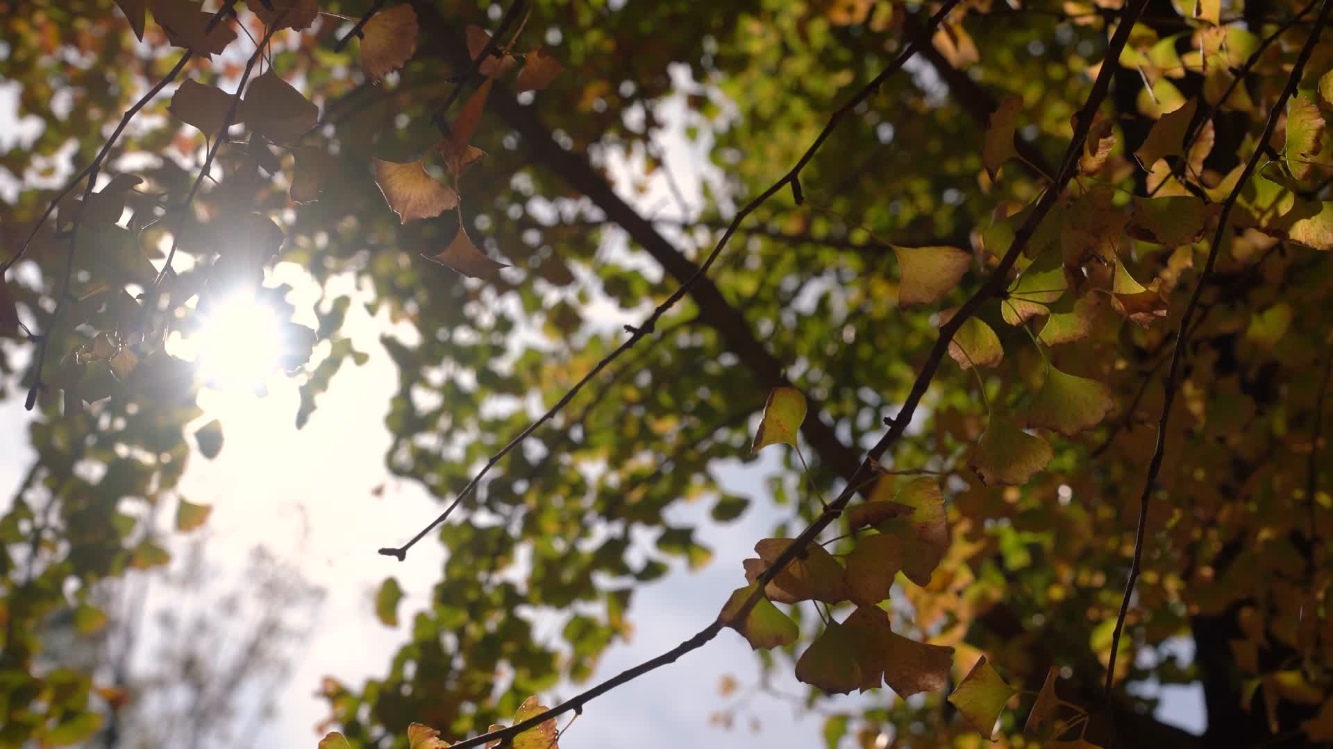 4K透光的秋天银杏逆光实拍视频视频的预览图