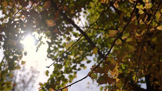 4K透光的秋天银杏逆光实拍视频视频的预览图
