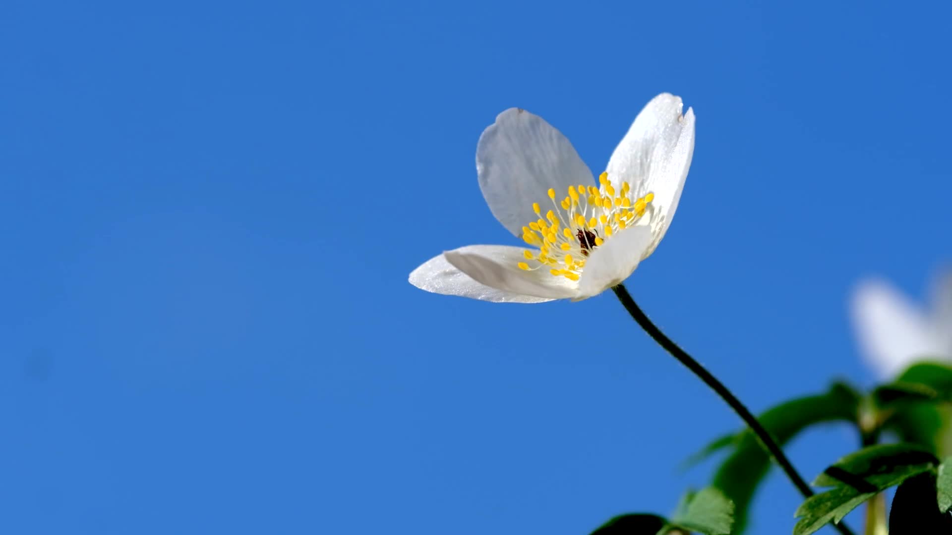 春天的蓝天白色花朵盛开视频的预览图