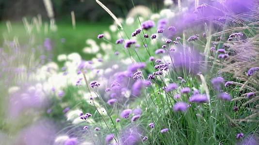 春天花园丰富多彩的紫色花朵植物视频的预览图