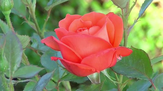浪漫的红色玫瑰花植物绽放视频的预览图