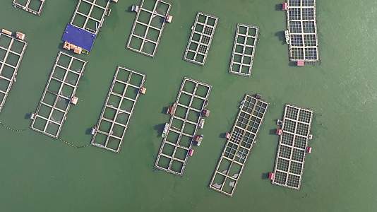 4K航拍绿色养殖海上养殖鱼排俯瞰视频的预览图