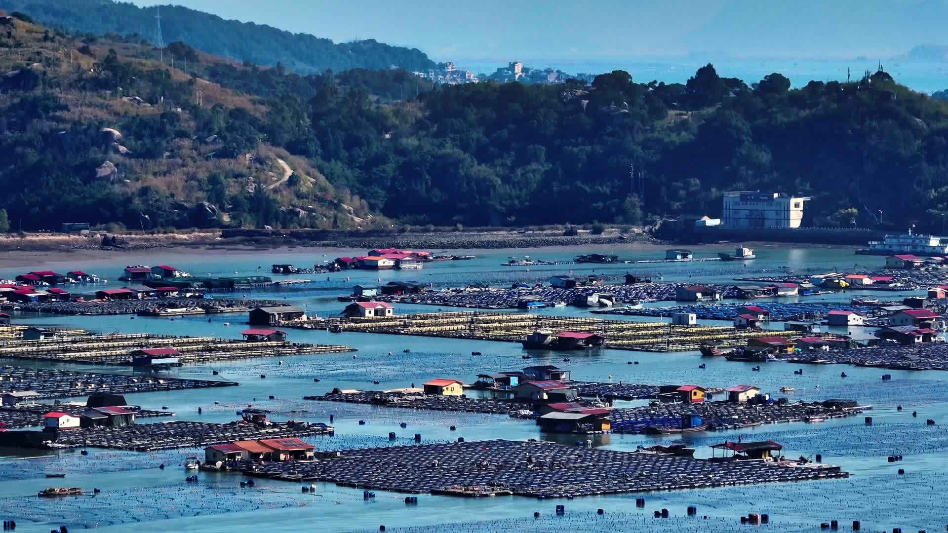 滨海渔村日常海上养殖的生动画卷航拍视频的预览图