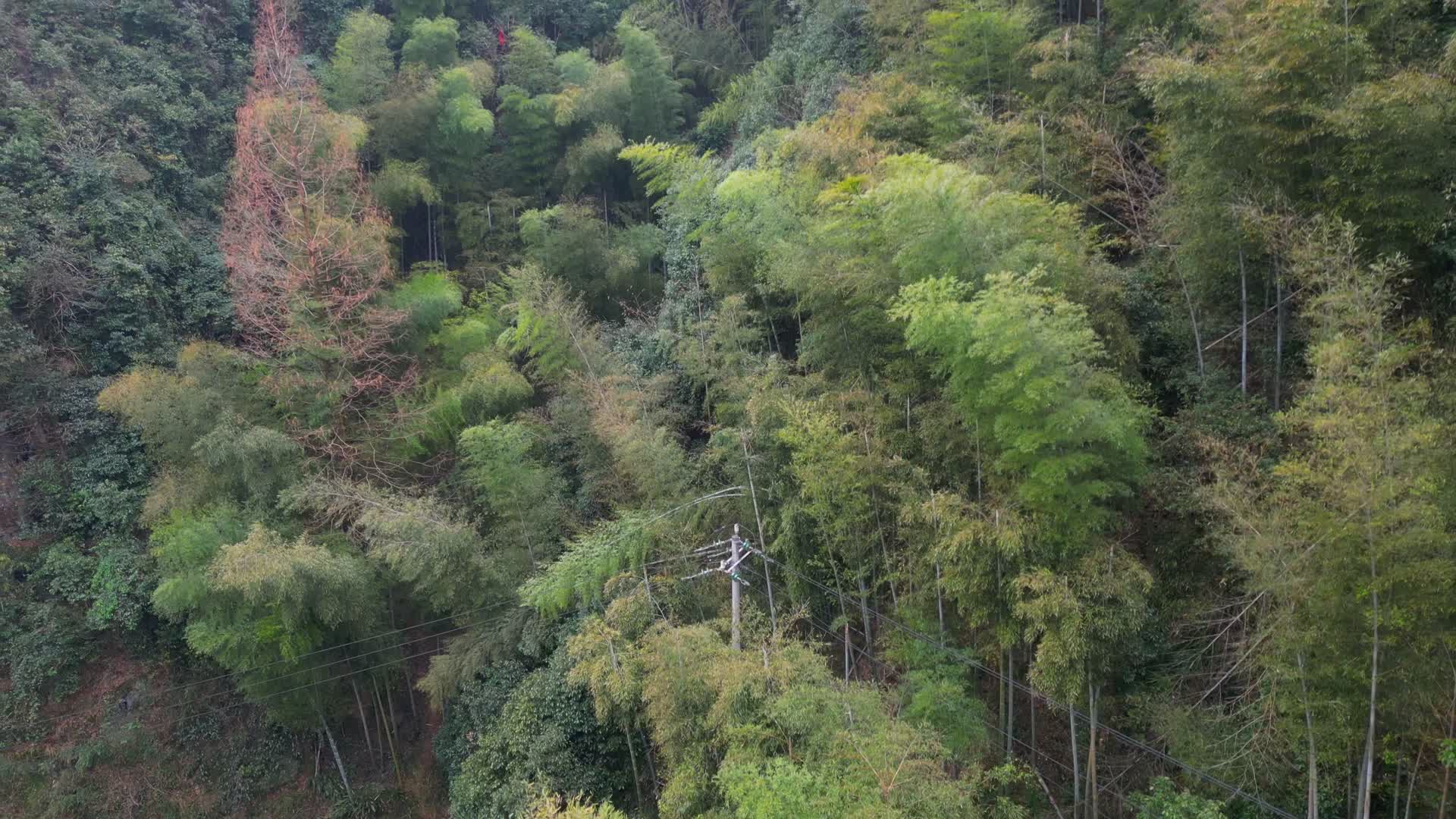 莫干山碧坞龙潭景区风景竹林视频的预览图