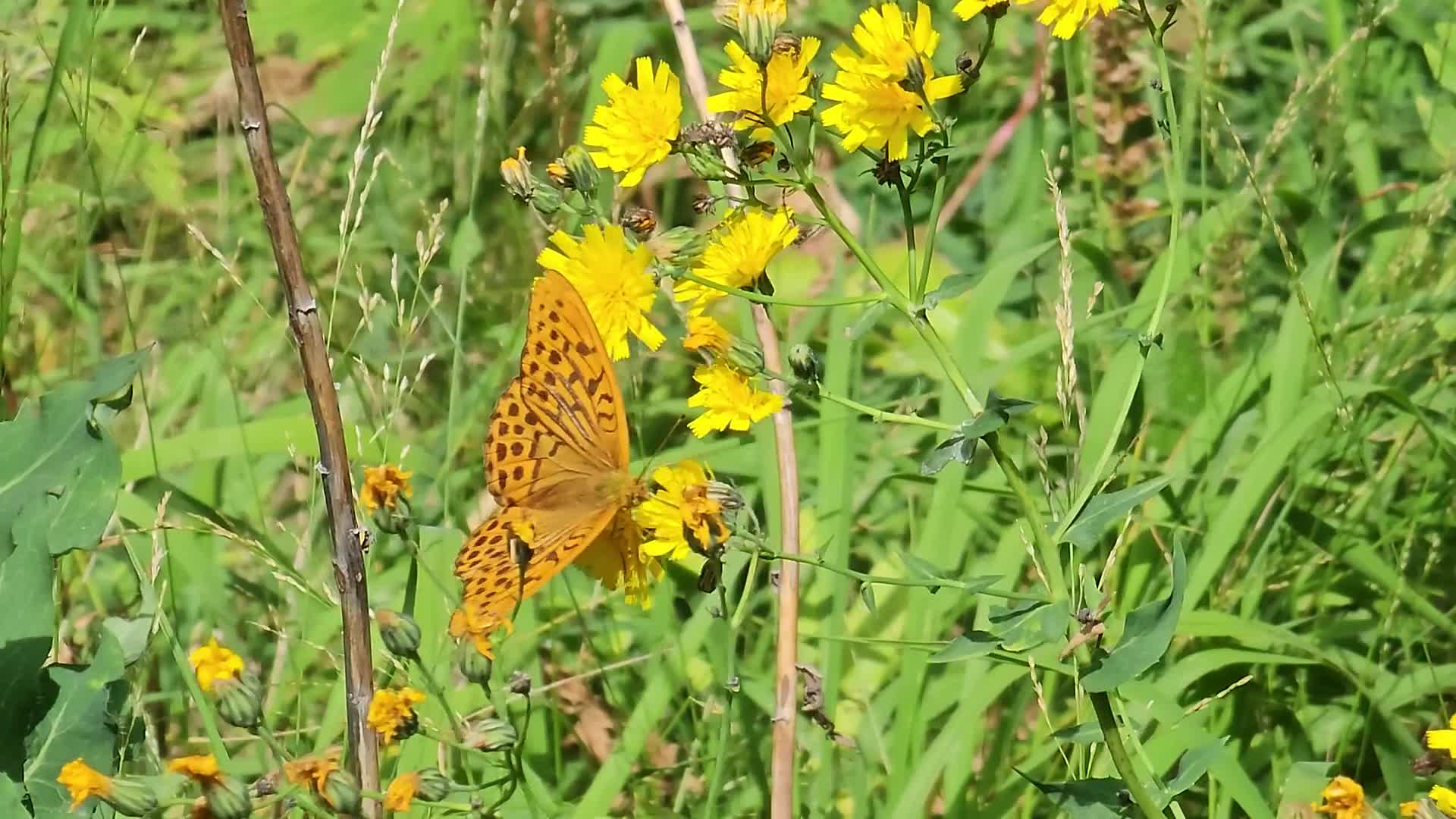 大自然花朵上的蝴蝶昆虫视频的预览图