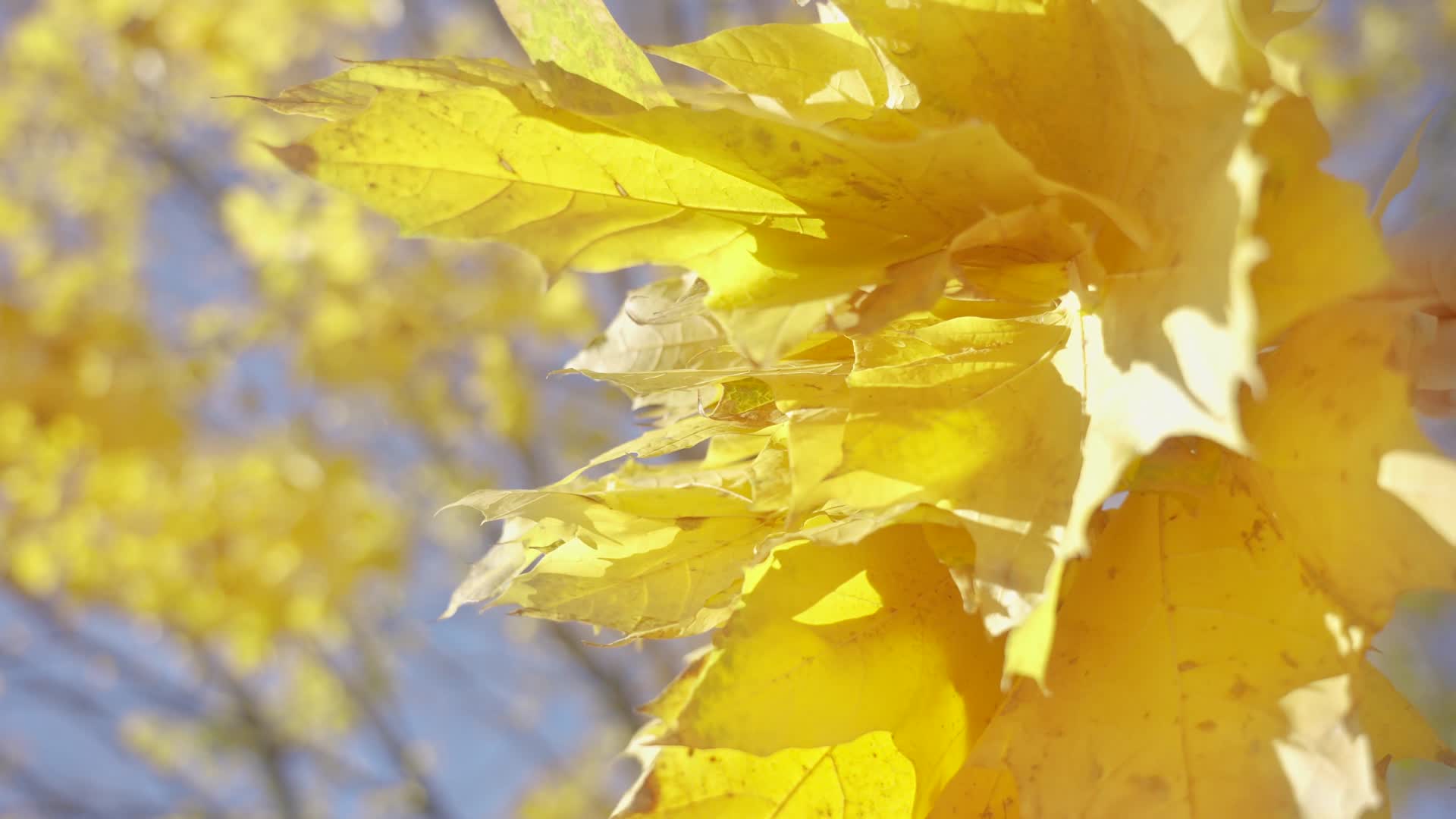 秋天森林树叶叶子阳光光线视频的预览图