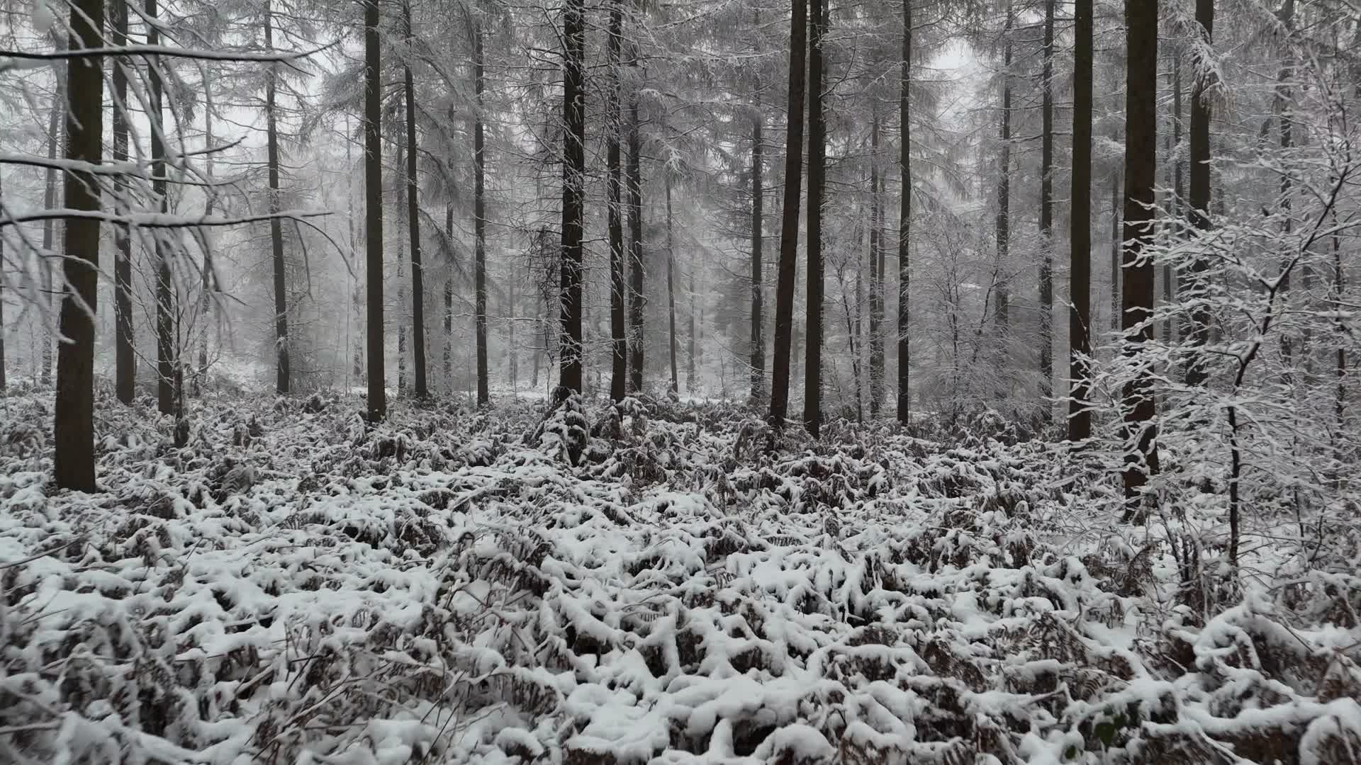 森林大雪萧条景观无人机拍摄视频的预览图