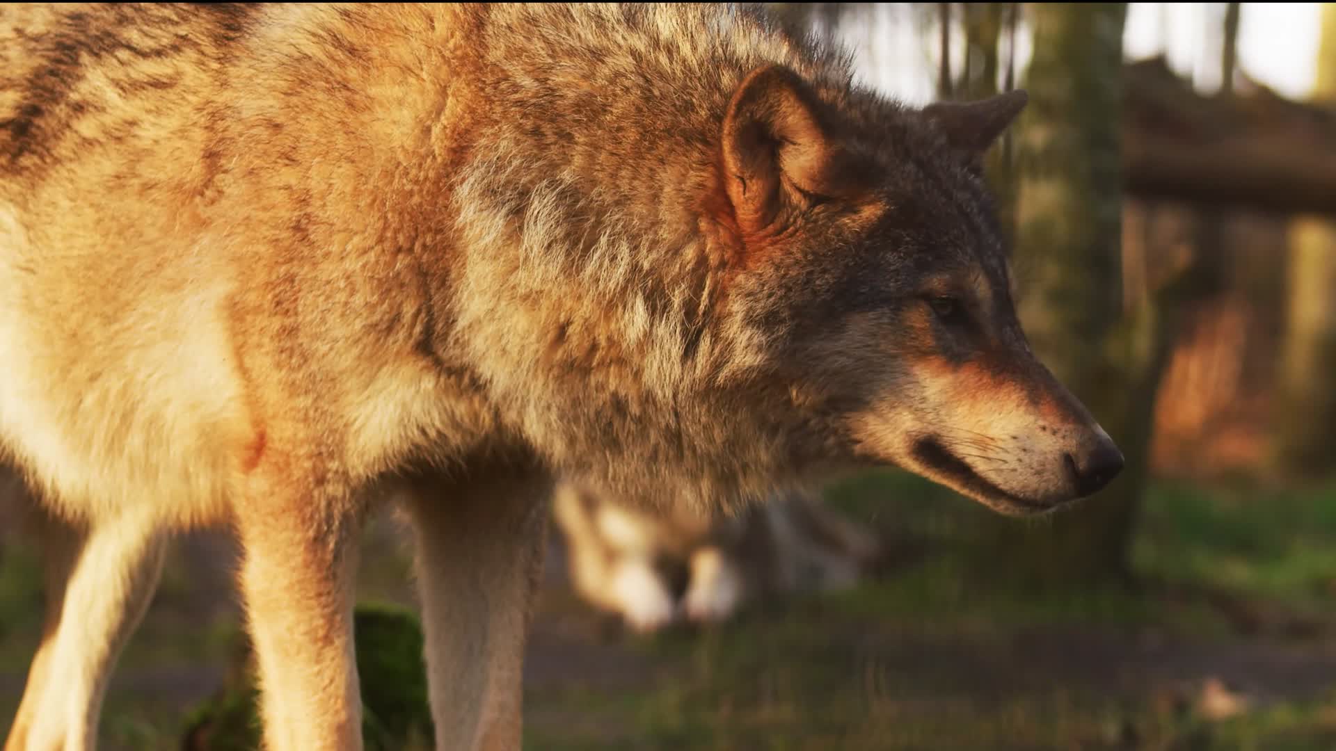 野生动物狼捕食者特写视频的预览图