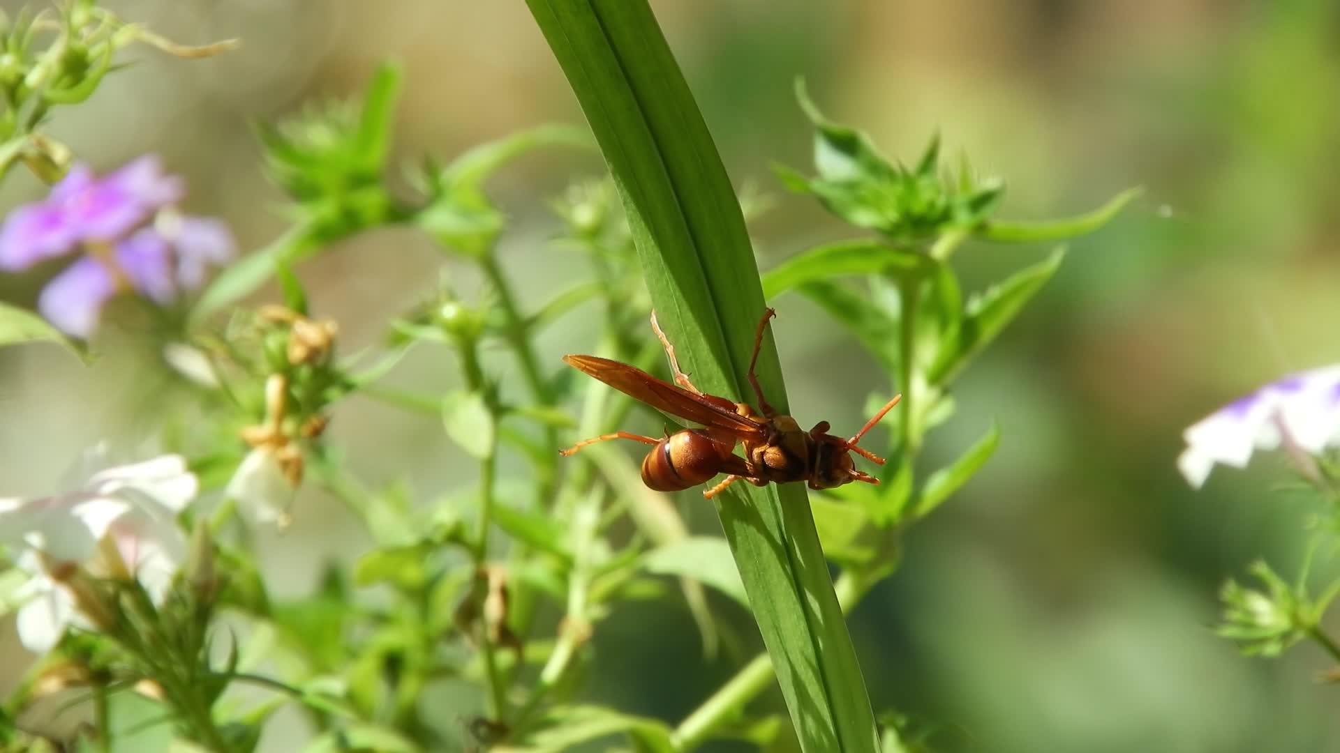 草条上的昆虫黄蜂特写视频的预览图