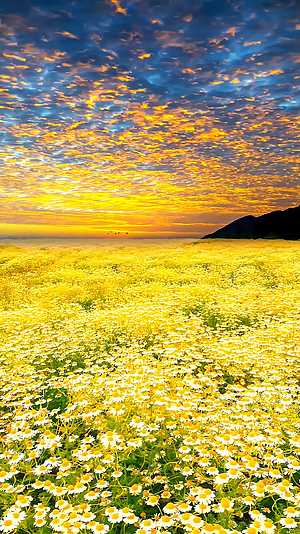 日落黄昏天空菊花花朵自然景观视频的预览图