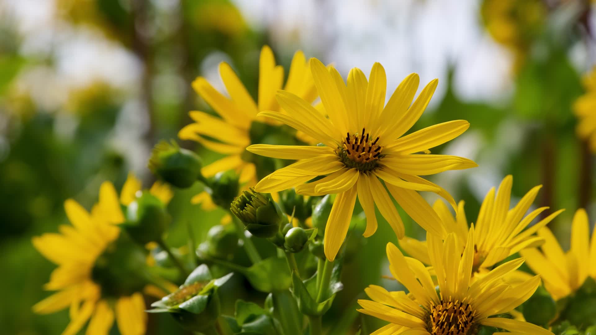 黄色花朵植物开花自然景观视频的预览图