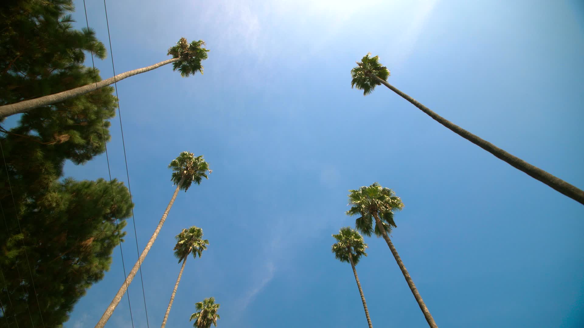 好莱坞棕榈树视频的预览图