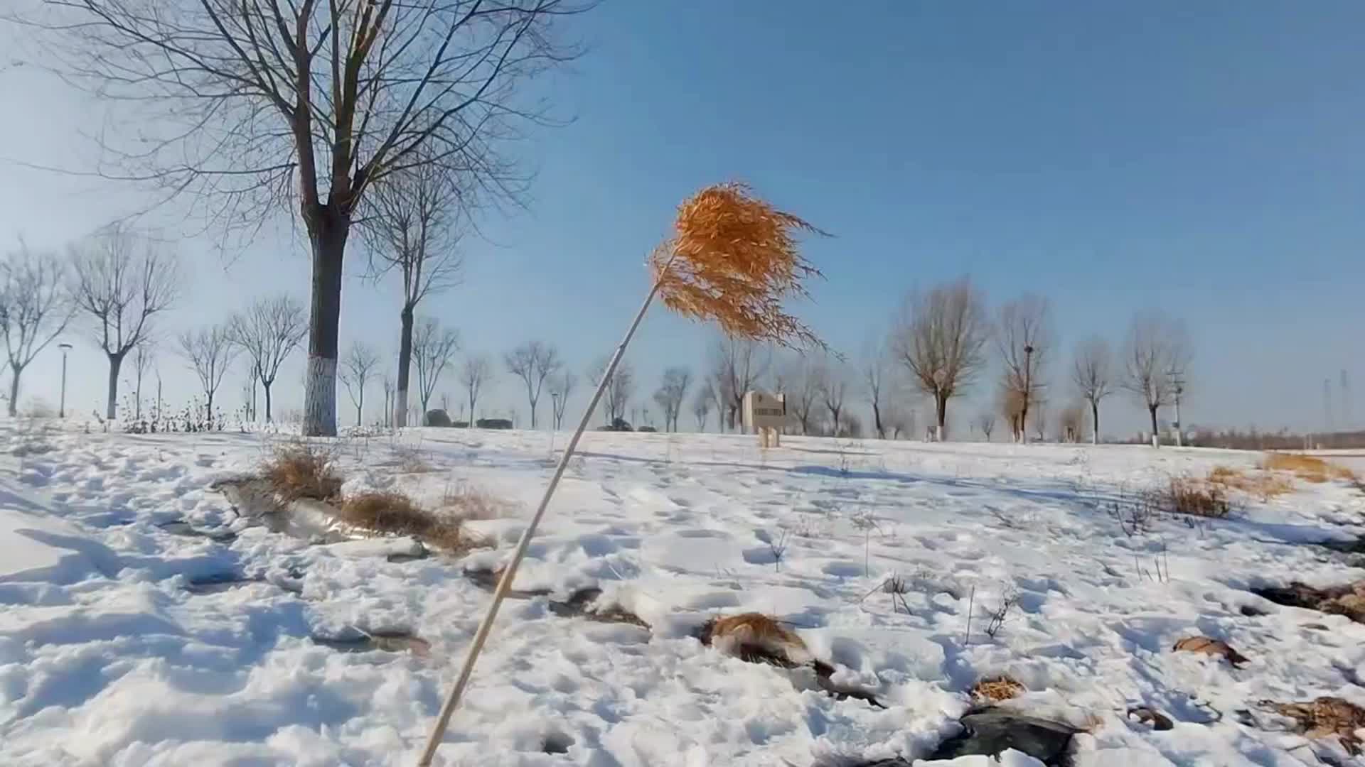 大雪后雪景高清视频视频的预览图
