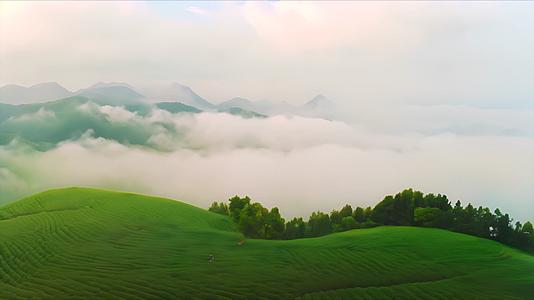 茶山云雾4K3视频的预览图