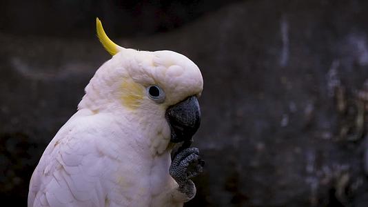 野生动物白色的羽毛鹦鹉慢动作视频的预览图
